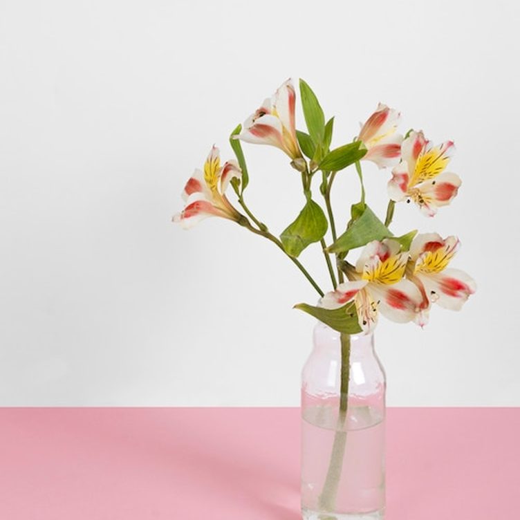 Replantio e divisão de orquídeas