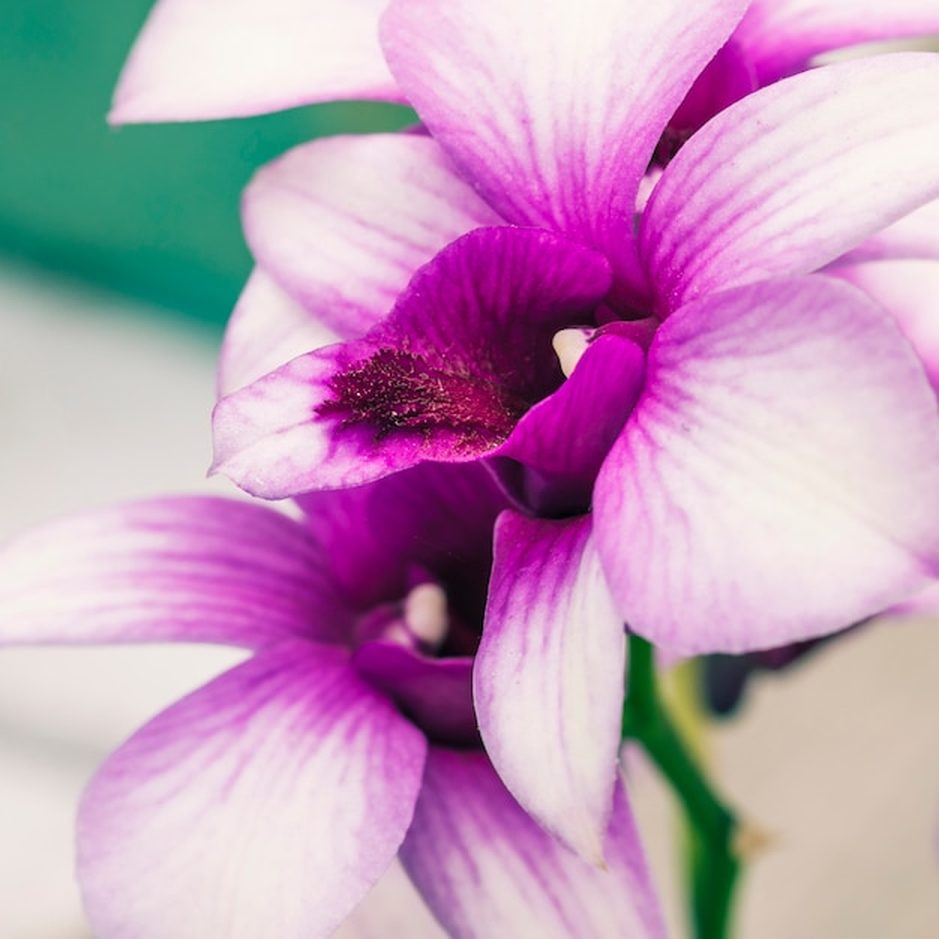 Adubação de floração