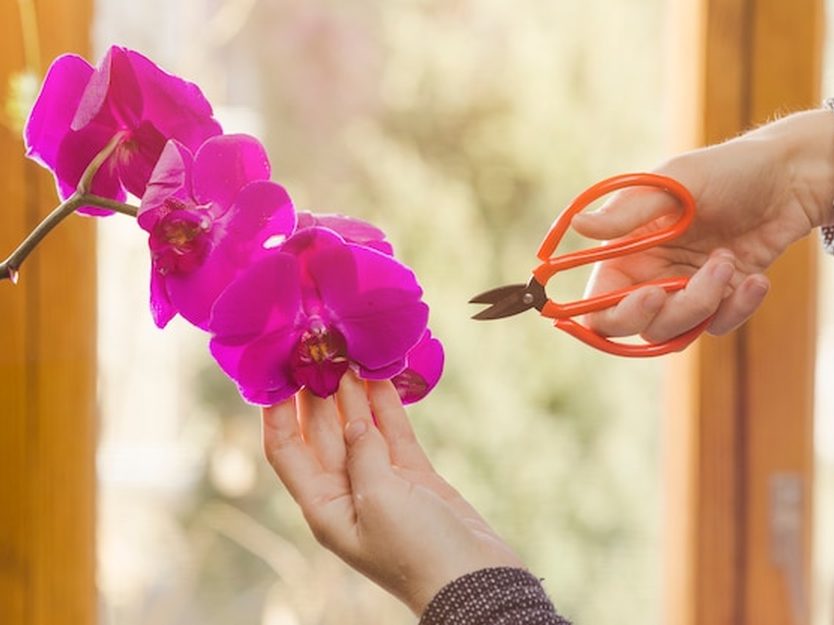 Inspeção das raízes de uma orquídea