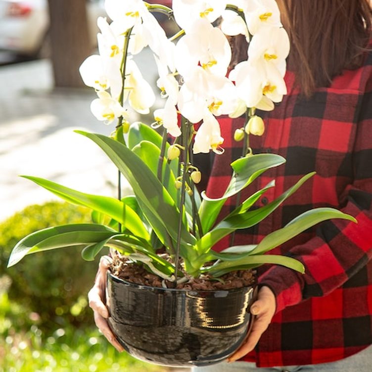 Hospedagem para orquídeas durante as férias