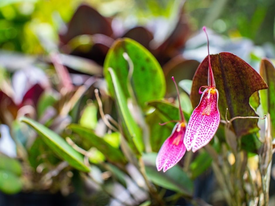 Como tratar cochonilhas e lesmas nas orquídeas