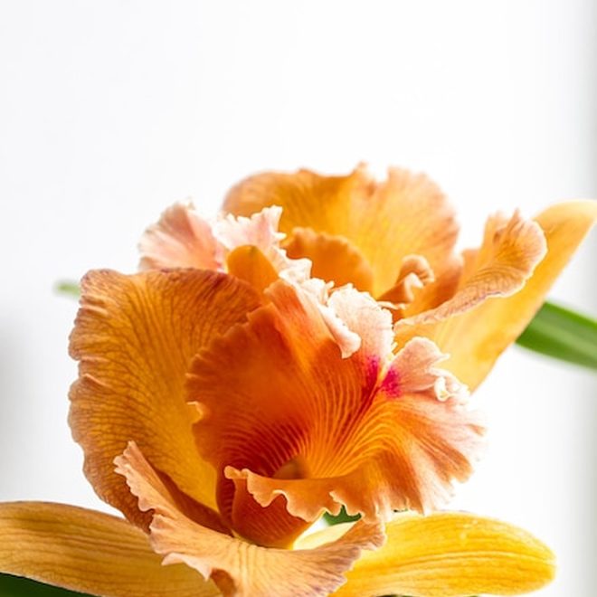 Adubação de floração
