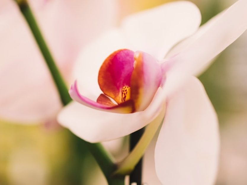 Como fazer a orquídea florescer de novo