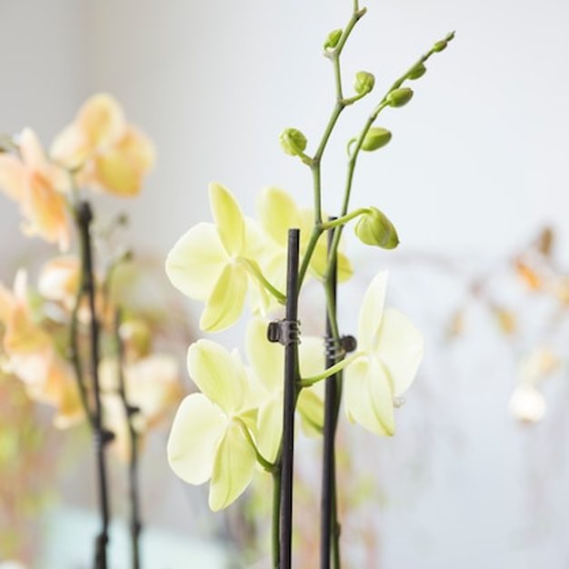 Hospedagem e recuperação de orquídeas