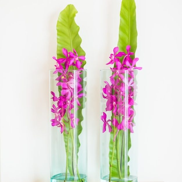 Hospedagem e recuperação de orquídeas