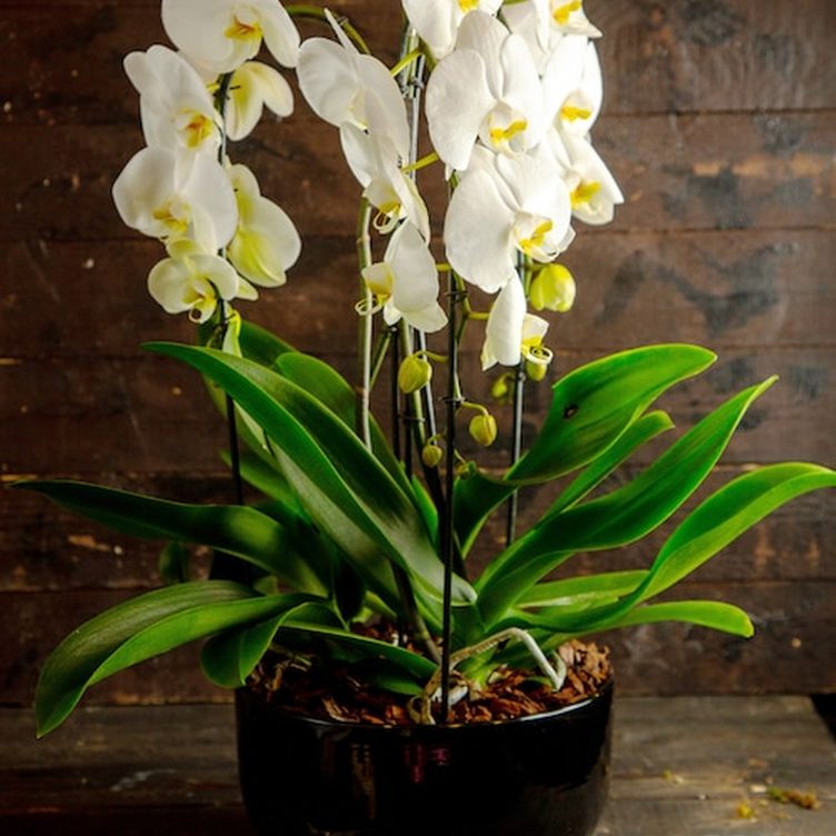 Nutrição para Phalaenopsis