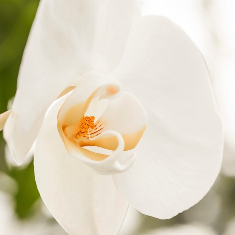 Adubação de floração