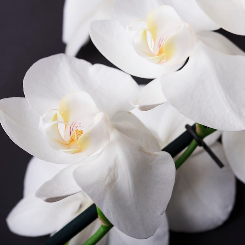 Nutrição para Phalaenopsis