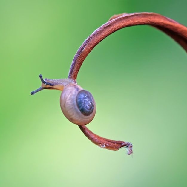 Controle de lesmas e caracóis