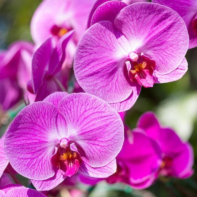 Adubação de floração
