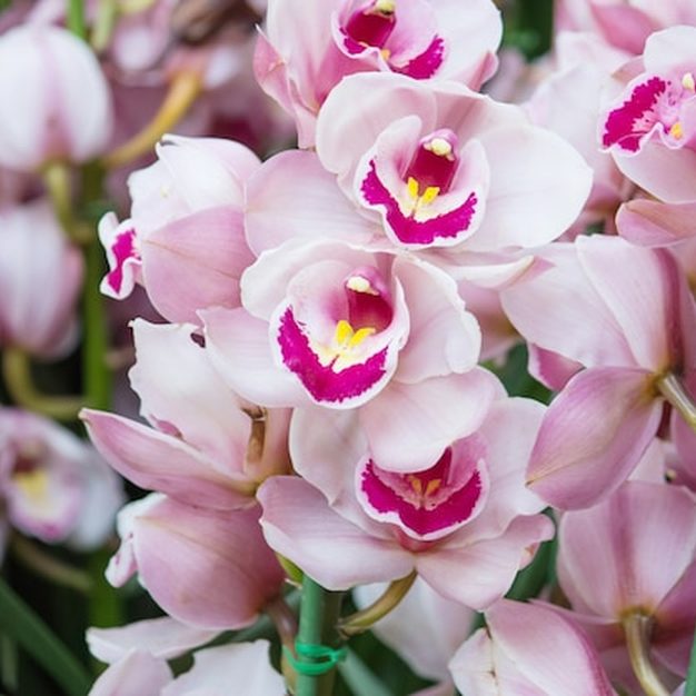Plano de adubação para coleções e orquidários