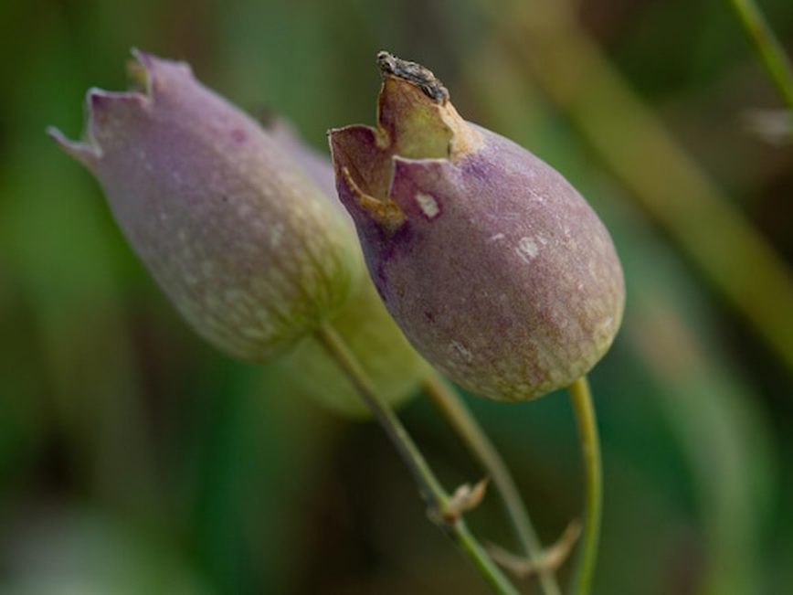 Lesma em uma haste de orquídea