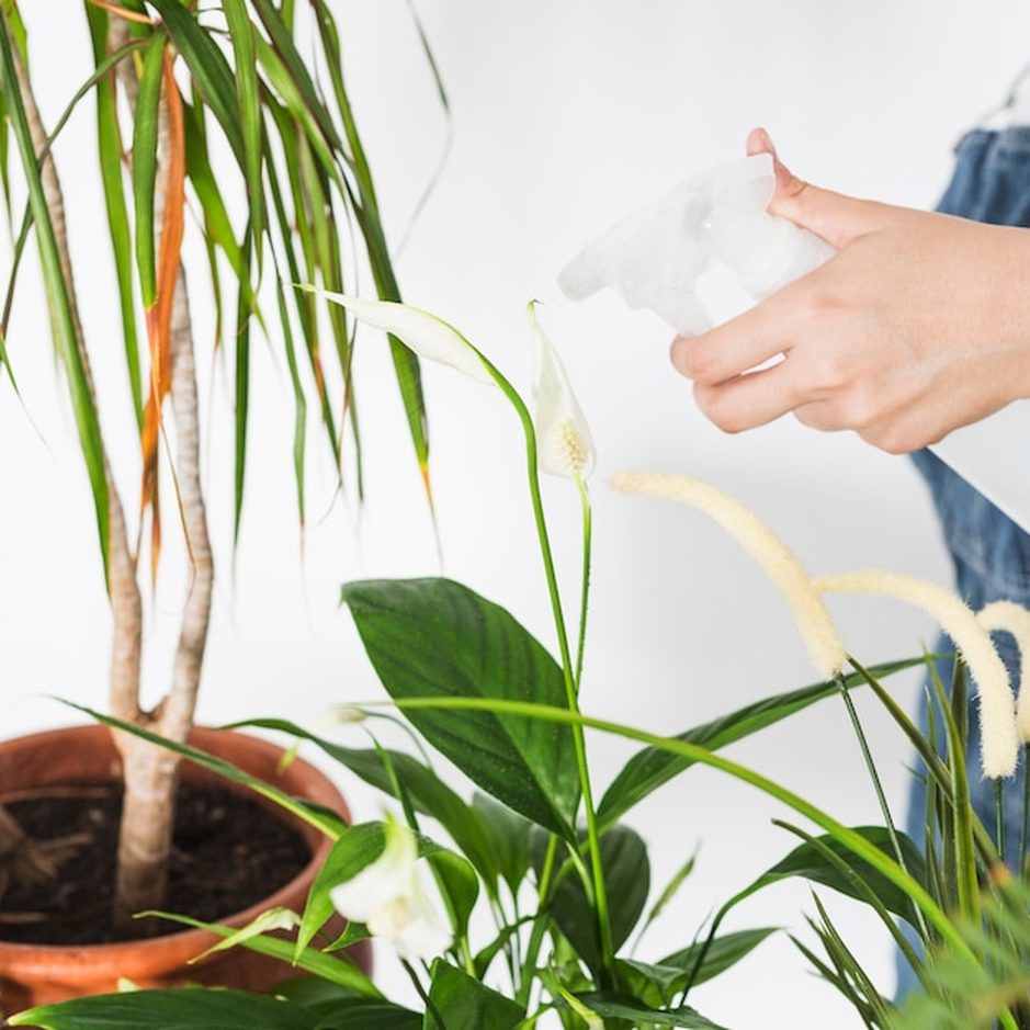 Oficina de cuidados com orquídeas