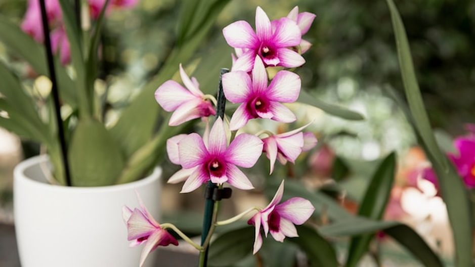 Quando é hora de replantar a sua orquídea